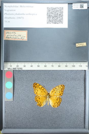 Media type: image;   Entomology 158981